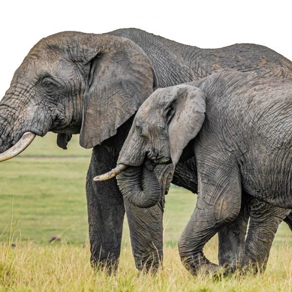 amboseli-wildlife-kenya-safari