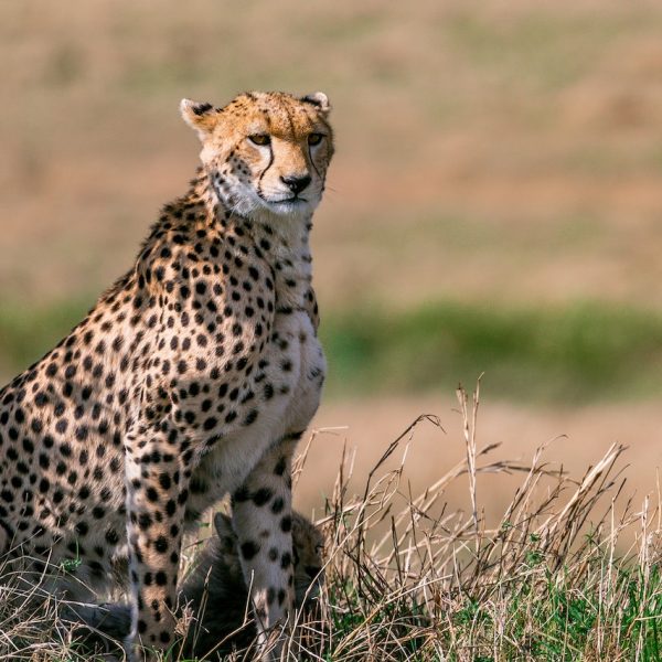 cheetah-kenya-safari-tour