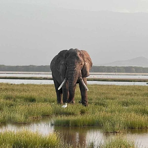 elephant-amboseli-bull-lone