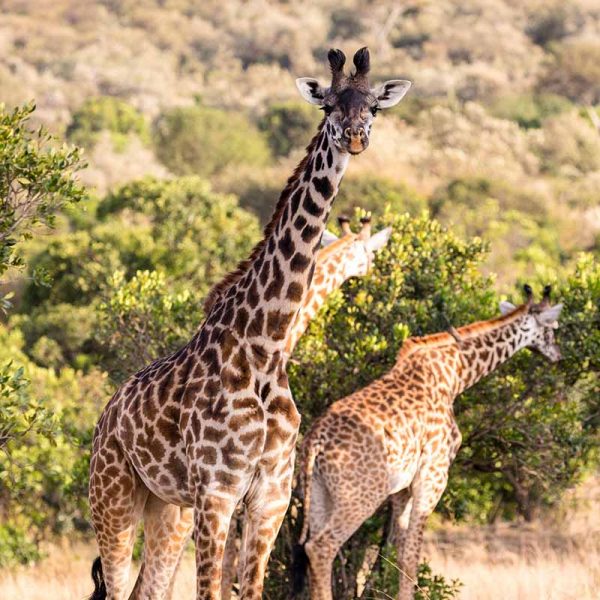 giraffe-kenya-safari-sammie