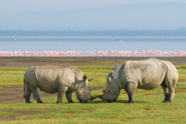 lake-nakuru-national-park-rhinos