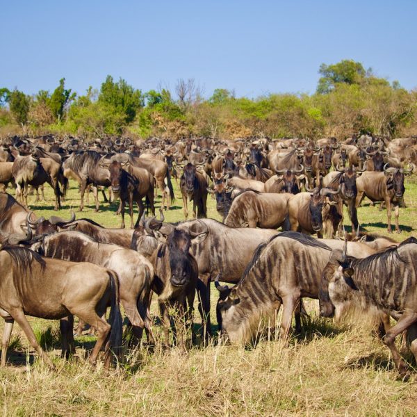 masai-mara-wildebeest-migration-safari