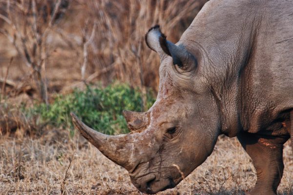 rhino-safari-africa-tour