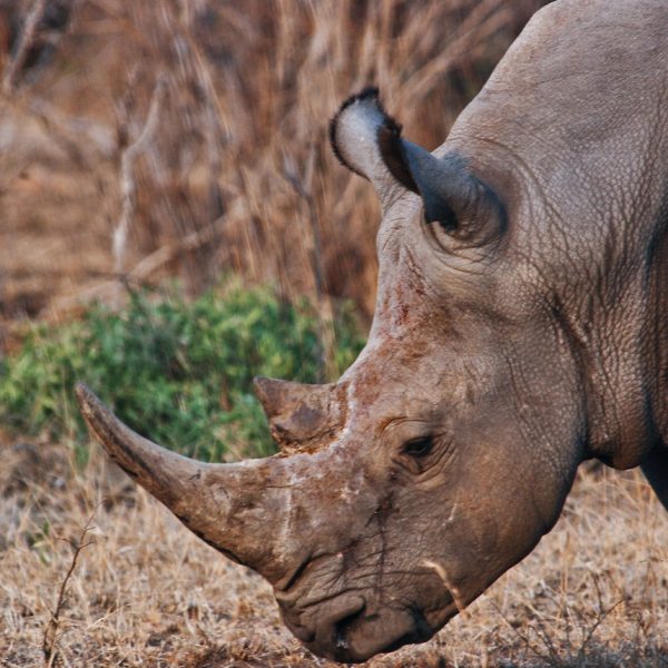 rhino-safari-africa-tour