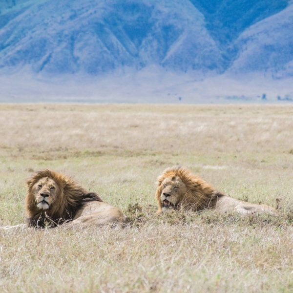 simba-safari-kenya-tour