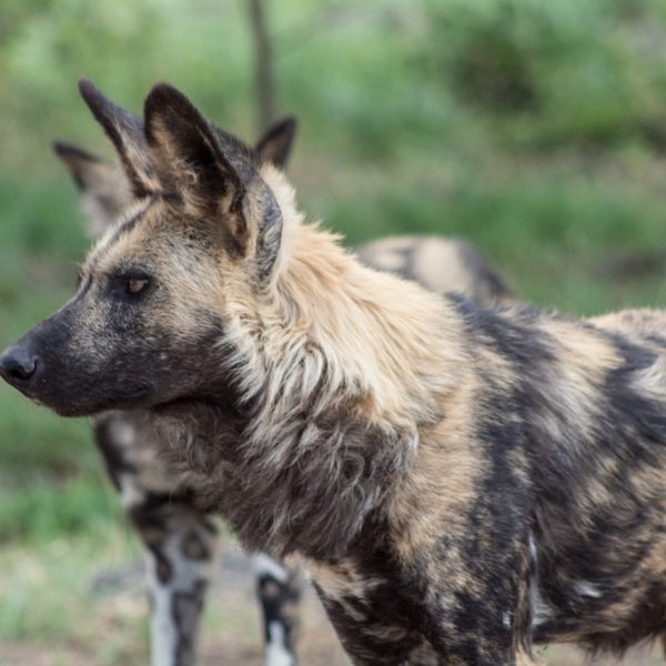 wild-dogs-tsavo-west-safari